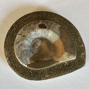 Ammonite Fossil Shell on Stone